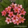 Plumeria STAR RUBY