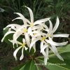 Plumeria STENOPETALA plant