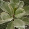 Variegated Plumeria SUKHOTHAI plant