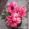 Adenium TANGMA plant