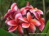 Plumeria THAI LURLINE