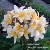 Plumeria THAILAND YELLOW plant