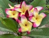 Plumeria seeds THAN HA THAI
