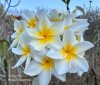 Plumeria seeds TIGER EYE