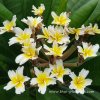 Plumeria TINKERBELL plant