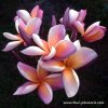 Plumeria plant TOFFEE