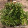 Dwarf Plumeria TOR SANG plant