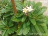 Dwarf Plumeria