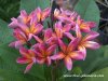 Plumeria TWILIGHT plant