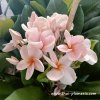 Plumeria plant UDOMCHOK