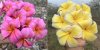 Plumeria 50 seeds #6 Free shipping