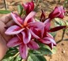 Plumeria seeds VERA FANTASY