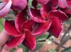 Plumeria seeds VERA VANEZIA