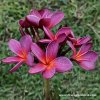 Plumeria VIOLET STAR