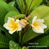 Plumeria Vishnu Gold