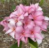 Plumeria seeds WHITE PINK VELVET