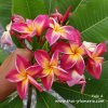 Plumeria YALA #2 SEEDS