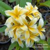 Plumeria YELLOW SPIDER plant