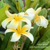 Plumeria YELLOW SPIDER plant