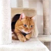 Cat Home minimal Style