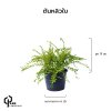 ต้นหลิวใบ สูง 15 เซน.