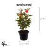 ต้นซบาด่างสามสี สูง 40 เซน