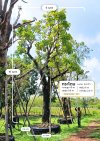SN297 ต้นกระโดน