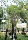 ต้นคลิทรอเรีย 7 นิ้ว SN.5805