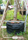 ต้นคลิทรอเรีย 7 นิ้ว SN.5805