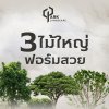 3 ไม้ใหญ่ ฟอร์มสวย ตัวจริงเรื่องร่มเงา 3 ไม้ใหญ่ ฟอร์มสวย ตัวจริงเรื่องร่มเงา