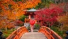 Japan's autumn foliage, known as "koyo"