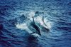 Protecting Dolphins from Deadly Fishing Practices Protecting Dolphins from Deadly Fishing Practices