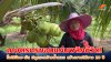 เกษตรกรขอนแก่นพลิกชีวิต! รื้อไร่อ้อย-มัน ปลูกมะพร้าวน้ำหอม สร้างรายได้ยาว 20 ปี เกษตรกรขอนแก่นพลิกชีวิต! รื้อไร่อ้อย-มัน ปลูกมะพร้าวน้ำหอม สร้างรายได้ยาว 20 ปี