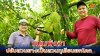 หนุ่มพังงาปรับสวนยางเป็นสวนทุเรียนยกโคก เตรียมเปิดเป็นแหล่งท่องเที่ยว