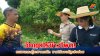 วิกฤตไร่ข้าวโพด! หนอนกระทู้ระบาดหนัก ชาวไร่วอนรัฐเร่งช่วย วิกฤตไร่ข้าวโพด! หนอนกระทู้ระบาดหนัก ชาวไร่วอนรัฐเร่งช่วย