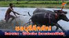ชลบุรีคึกคัก! วิ่งควายไทย – ขี่ม้าส่งเมือง สืบสานประเพณีพื้นถิ่น