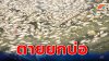 ปลาลอยตายเกลื่อนคลองบางปู ส่งกลิ่นเหม็นหลังฝนตกหนัก ชาวบ้านเดือดร้อน วอนตรวจสอบด่วน