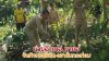 นายอำเภอมายอจัดกิจกรรมตัด-เผาต้นกระท่อม แสดงพลังต่อต้านการใช้ในทางที่ผิด