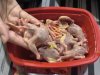 ลูกไก่ไร้ขน 3 แพ็ค