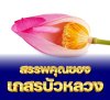 สรรพคุณของ เกสรบัวหลวง สรรพคุณของ เกสรบัวหลวง