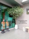 ต้นมะกอกปลอม ต้นมะกอกประดิษฐ์ ต้นโอลีฟปลอม ต้นโอลีฟประดิษฐ์