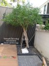 ต้นมะกอกปลอม ต้นมะกอกประดิษฐ์ ต้นโอลีฟปลอม ต้นโอลีฟประดิษฐ์