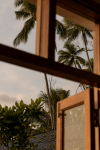 Coconut palms seen through the timber window frames