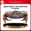 ปูนิ่มขนาดใหญ่ 'L' (Soft Shell Crab) 2-4 ตัว/1 กก.