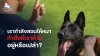 ฝึกสุนัขโดยให้รางวัลกับพฤติกรรมที่ต้องการ - Siam Elite K9