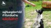 อยู่กับครูฝึกทำได้ ทำไมกลับบ้านแล้วไม่ทำ - Siam Elite K9 อยู่กับครูฝึกทำได้ ทำไมกลับบ้านแล้วไม่ทำ - Siam Elite K9