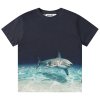 Faded Shark