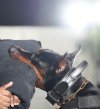 ( 18 - 20 inch ) lack Leather collar with handle DP21