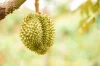 The Future of Durian Farming
