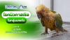 Newcastle Disease Virus in Psittacine Birds: Clinical Signs, Diagnosis, and the Current Situation in Thailand Newcastle Disease Virus in Psittacine Birds: Clinical Signs, Diagnosis, and the Current Situation in Thailand